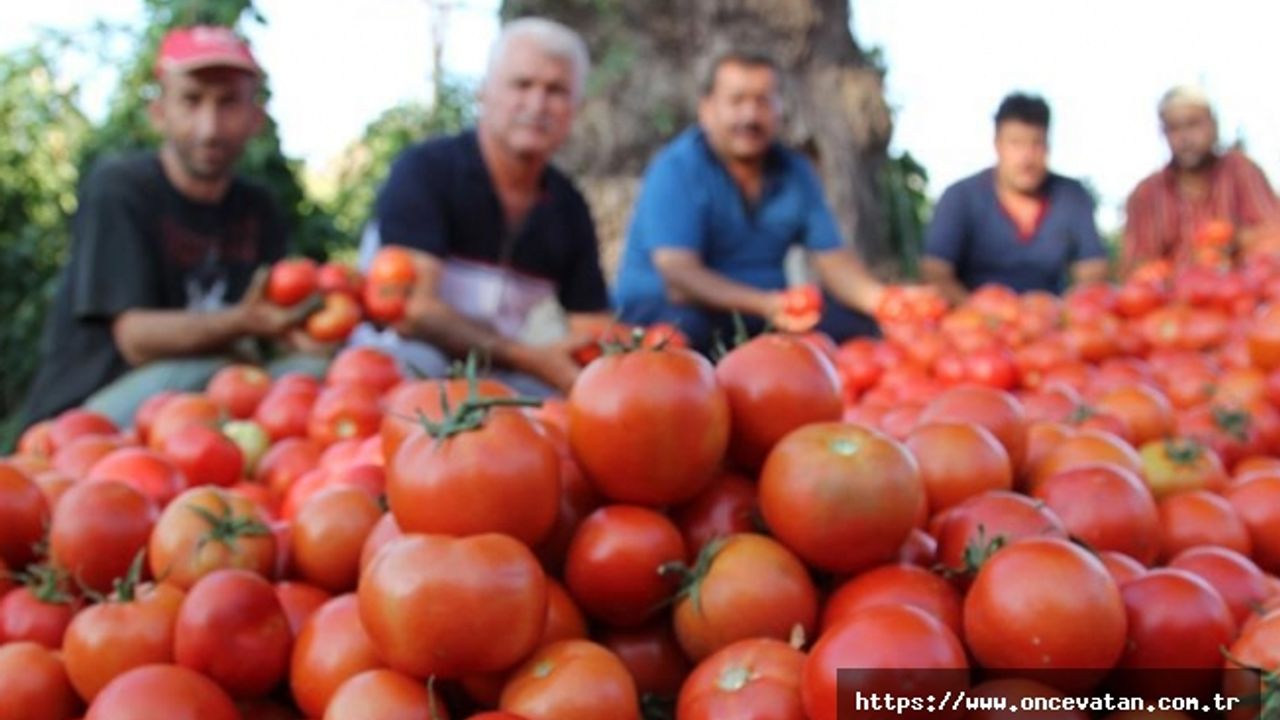 Rusya Türkiye'den domates ithalatını artırıyor
