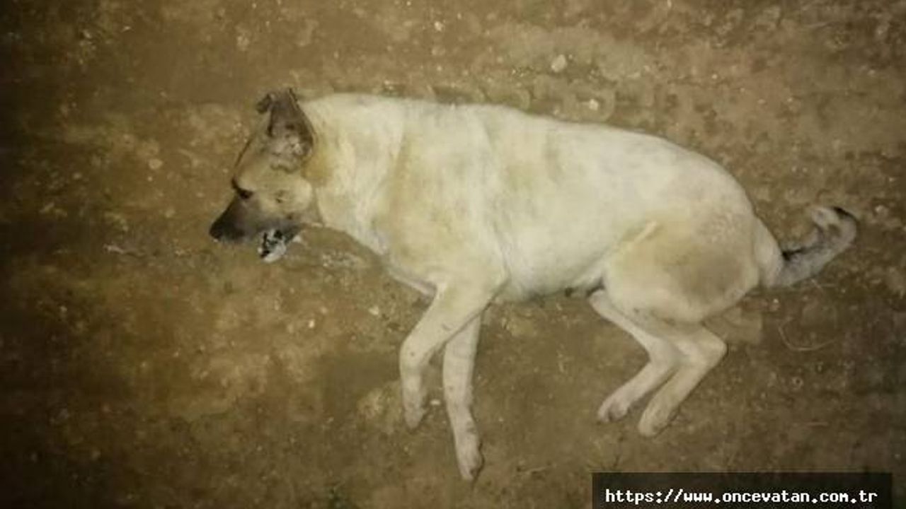 Mudanya'da yine 'zehirlenen' köpekler öldü; soruşturma başlatıldı
