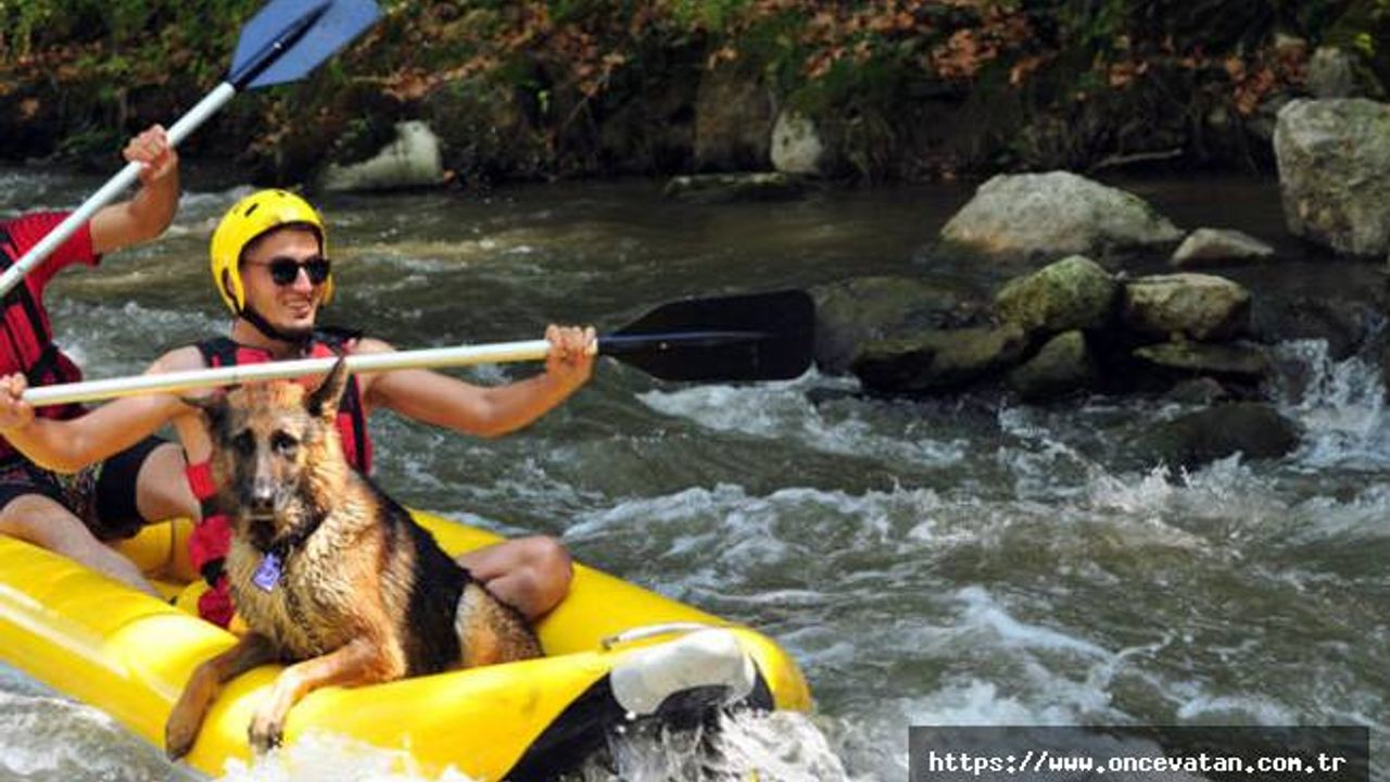 Alman kurt köpeği 'Leo' günde 1,5 saat rafting yapıyor