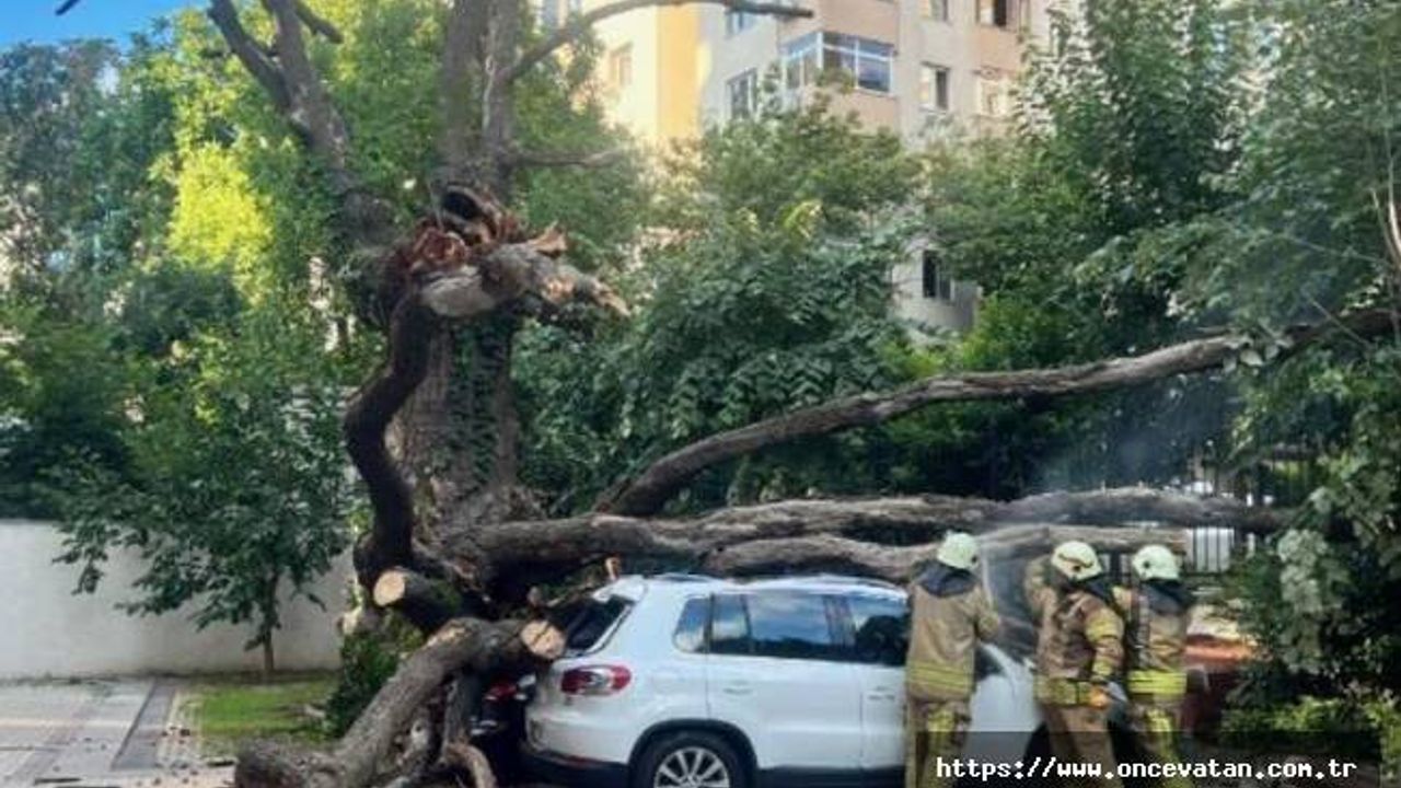 Kadıköy'de çınar ağacı park halindeki 5 aracın üzerine devrildi