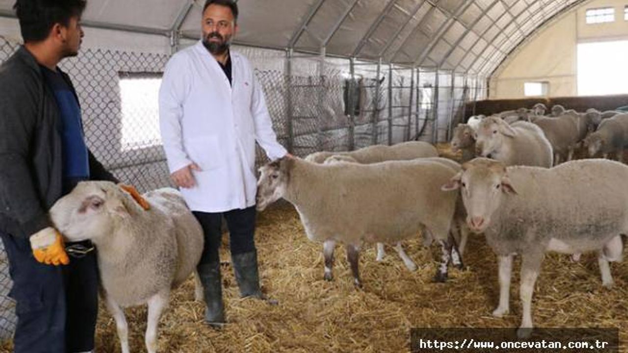 Afyon'da 'Türk Texel' koyunu üretildi