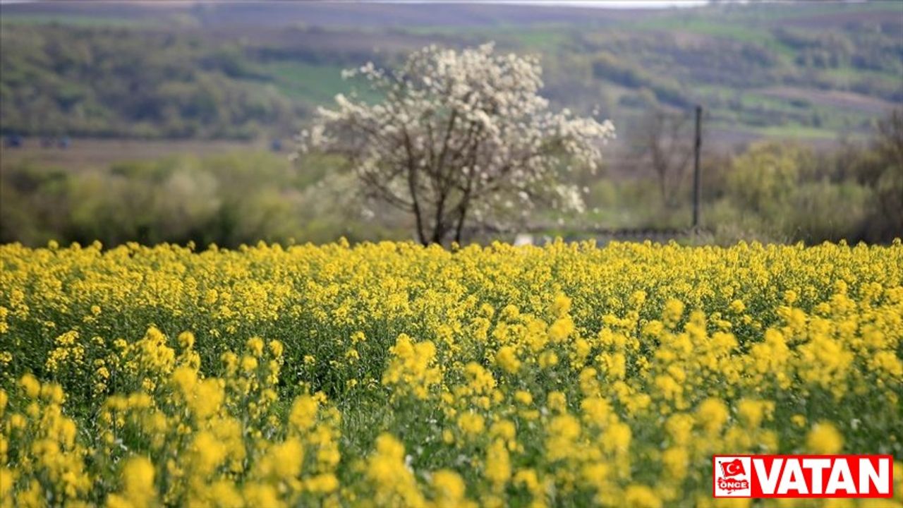 Tekirdağ'da çiçek açan kanola bitkisi tarlaları sarıya boyadı