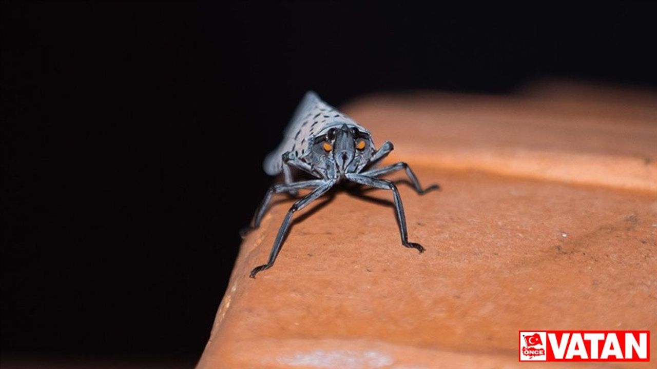 AB'den küresel ısınmanın sivrisineklerden bulaşan hastalıkları arttırabileceği uyarısı