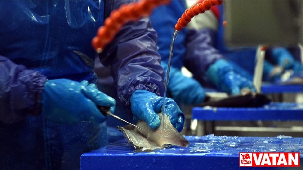 Rusya, dost olmayan ülkelerden hazır balık ve deniz ürünleri ithalatını yasakladı