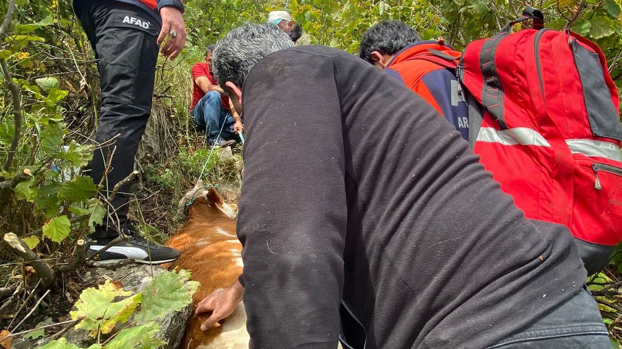 Ardahan'da kayalıklarda mahsur kalan ineği AFAD ekipleri kurtardı