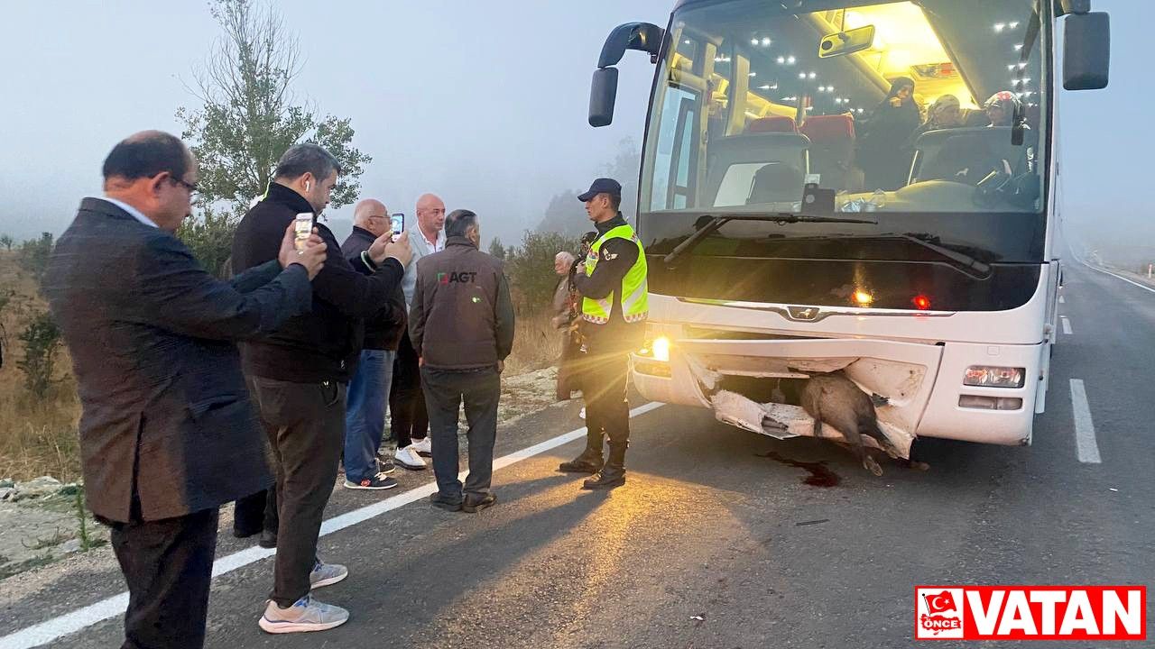 Karabük'te otobüs yola çıkan domuza çarptı