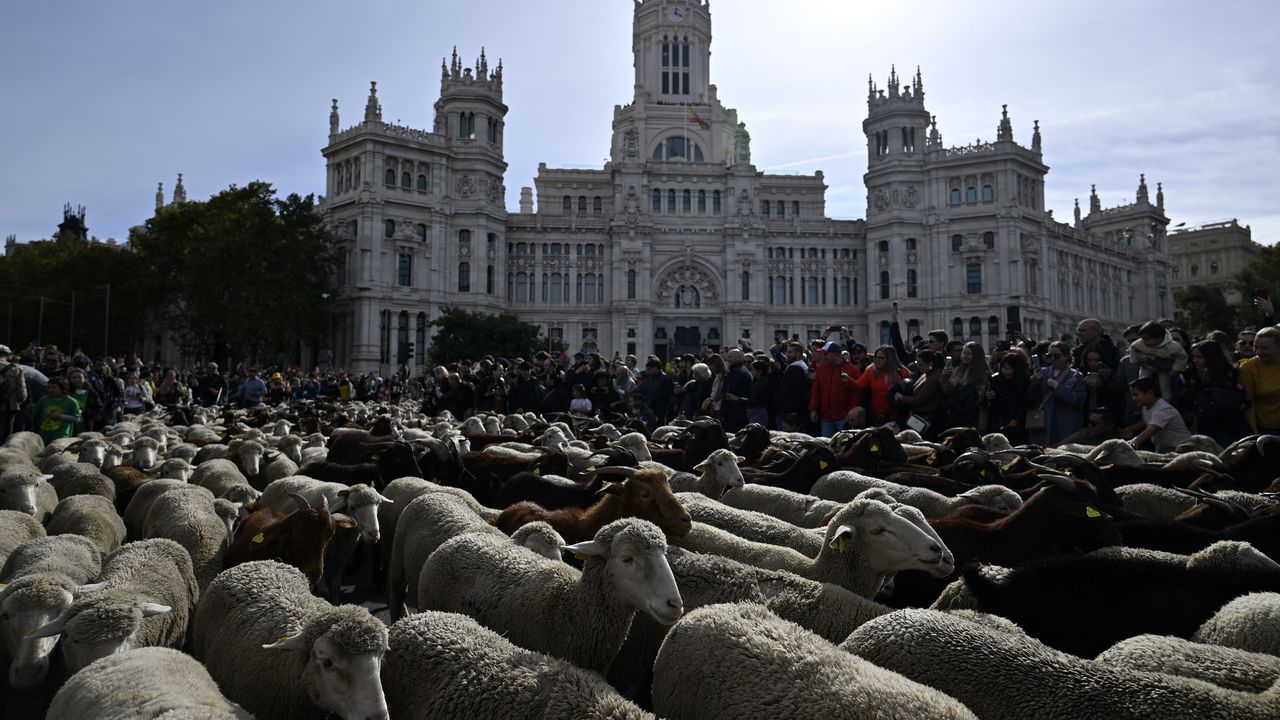 Madrid'de koyunlar şehre indi