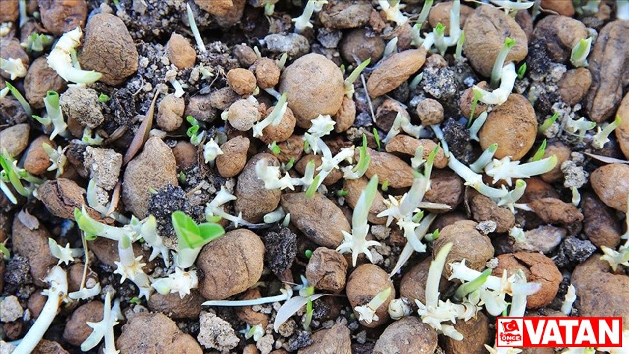 Muğla'da kültür bahçelerinde salep yetiştiren üreticiler talebe yetişemiyor