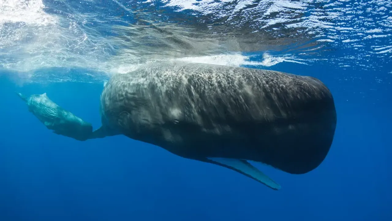 Dominika, dünyanın ilk sperm balinası rezervini oluşturacağını açıkladı