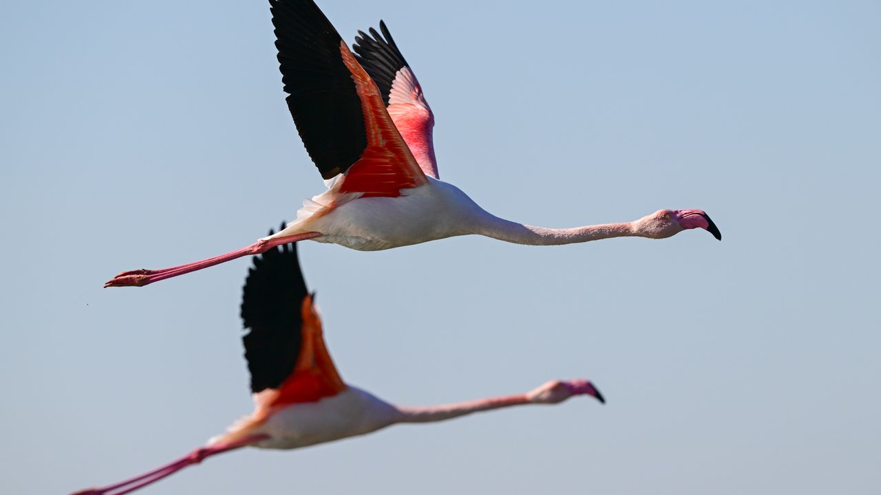 İzmir'deki Kuş Cenneti yüzlerce türü barındırıyor