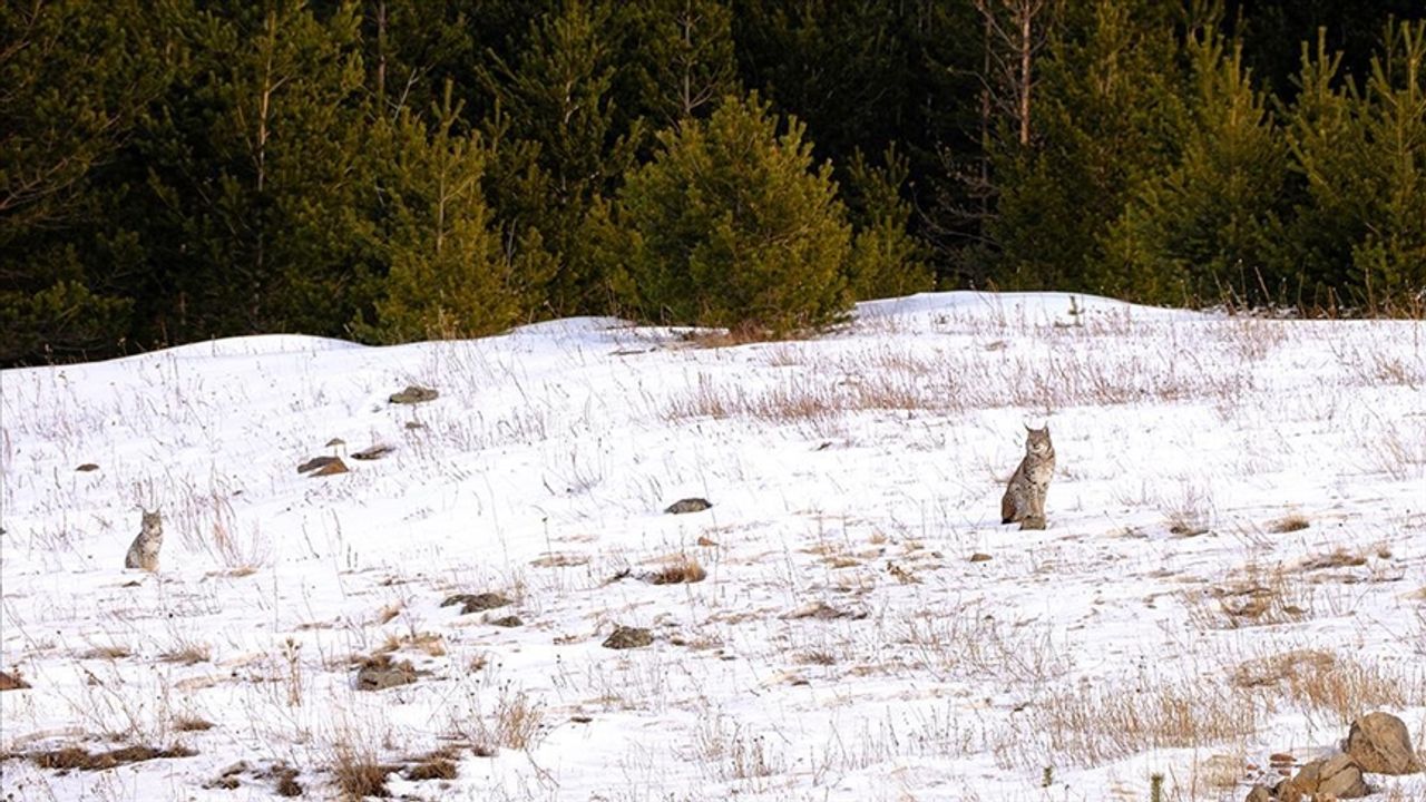Ardahan'da karlı arazide yiyecek arayan vaşak ile iki yavrusu görüntülendi