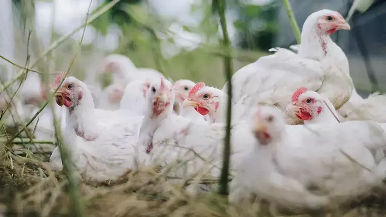 Avustralya'da kuş gribi vakası: 500 binden fazla tavuk itlaf edilecek