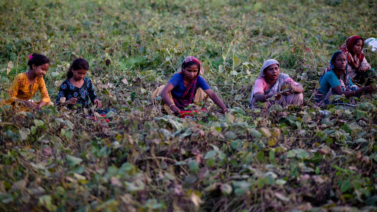 Bangladeş'te 14 Mayıs Dünya Çiftçiler Günü