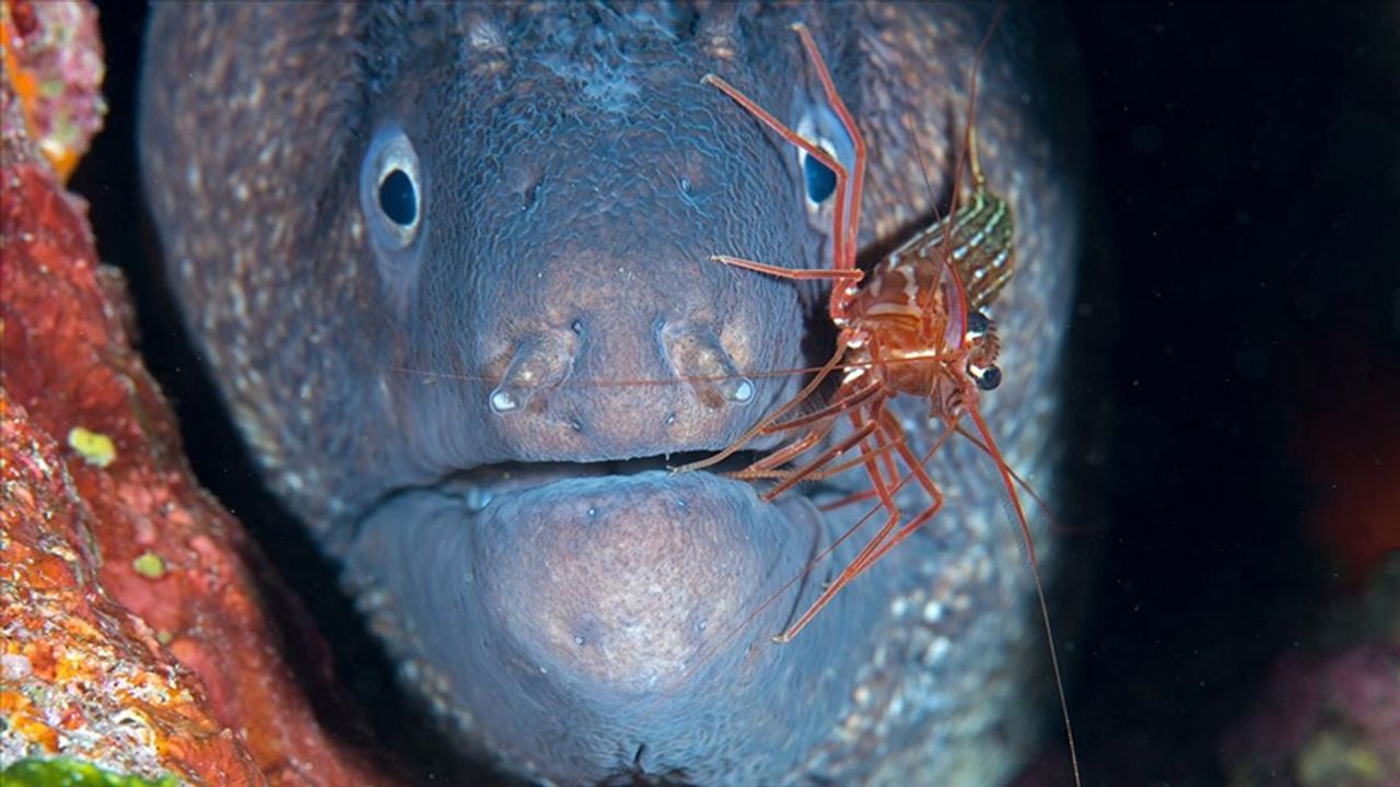 Müren balığı ile karidesin simbiyotik ilişkisi kameralara yansıdı