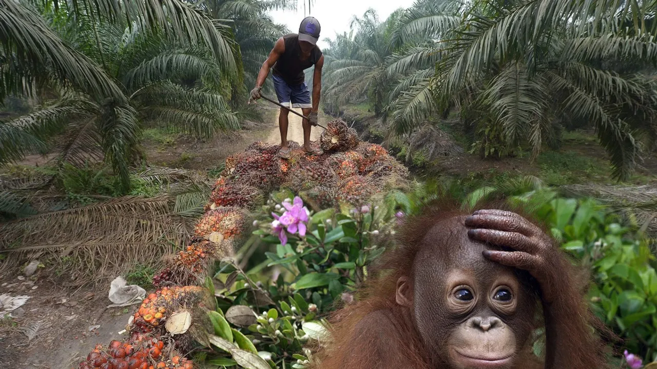 Malezya palm yağı ihraç ettiği ülkelere orangutan hediye etmeyi planlıyor