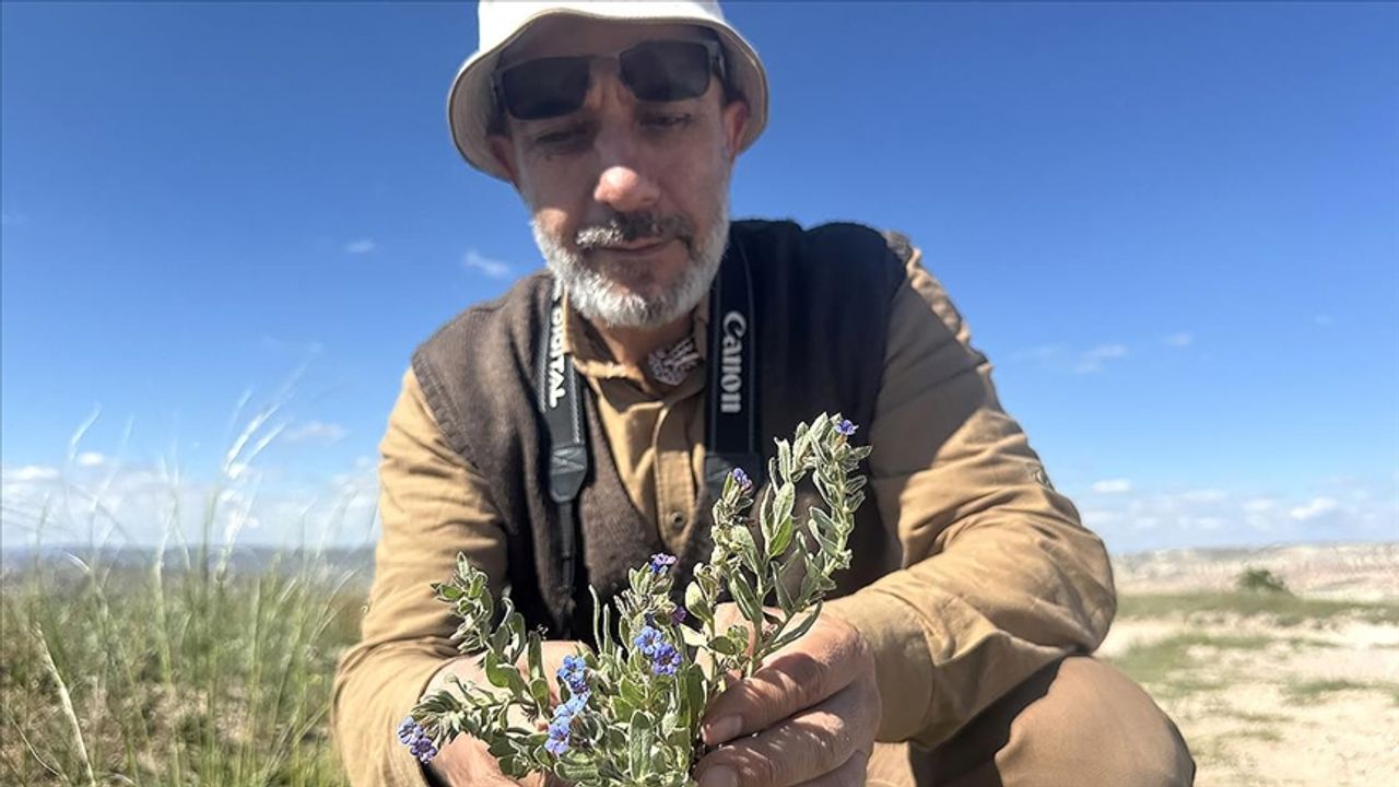Kapadokya'da 3 endemik bitki türü keşfedildi, birine 