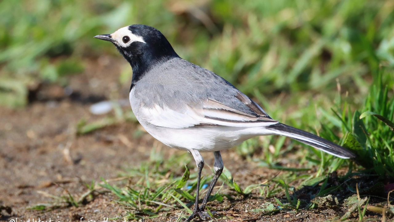 Göçmen kuşların dinlenme alanı: Milleyha Kuş Cenneti