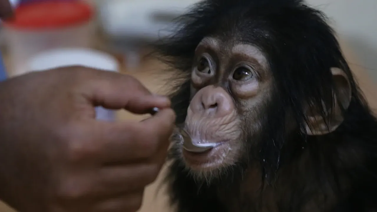 Hastalanan şempanzelerin iyileşmek için şifalı bitkiler yedikleri tespit edildi