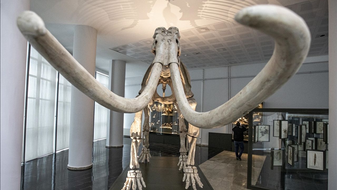 Araştırmaya göre, yünlü mamutların nesli 