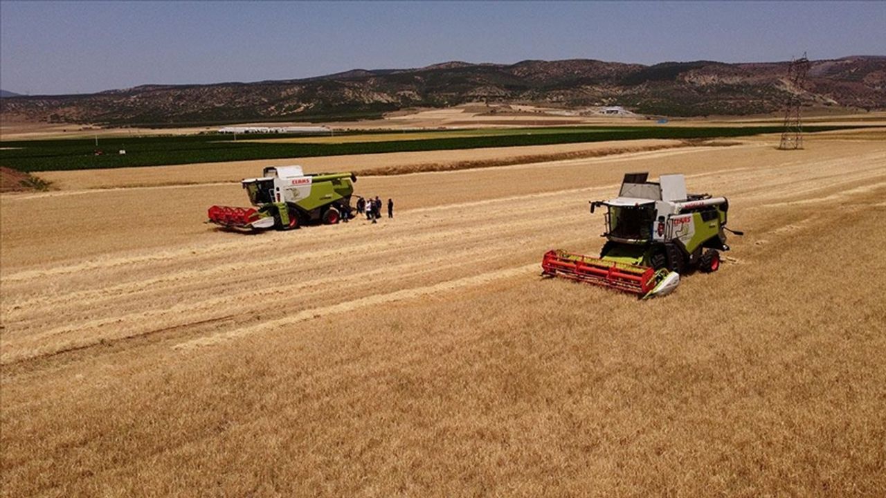 Arpa ve buğdayda hasadı aceleye getirmek ülke ekonomisine kaybettiriyor