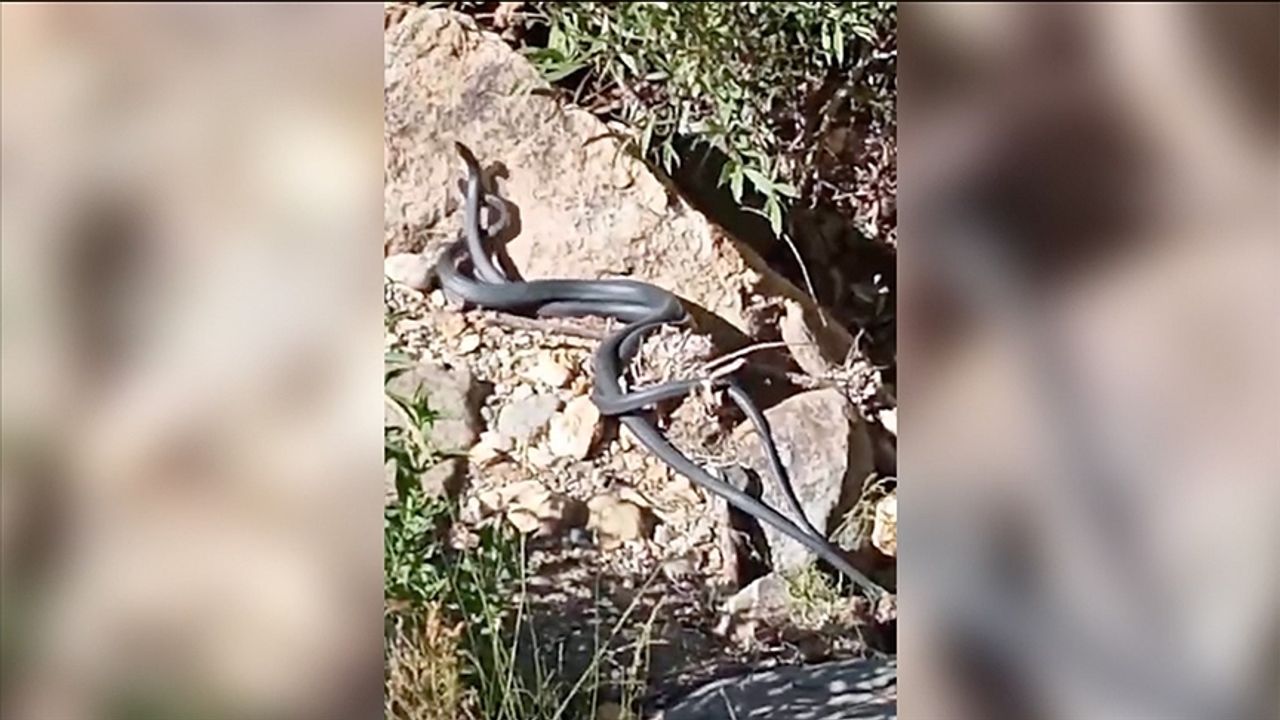 Bingöl'de birbirine dolanan iki yılanın 