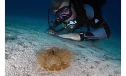 Kaş'ta 'yakıcı denizanası' istilası