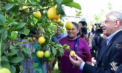 Kılıçdaroğlu, Muğla'da limon hasadı yaptı