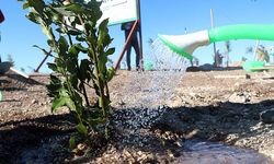 Adana’da yangın çıkan ormanlarda fidan dikimi