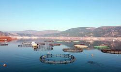 Almus'ta yılda 6 bin 660 ton alabalık ve somon üretimi