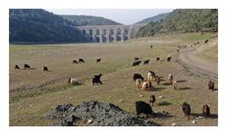Balıklar yüzüyordu artık keçiler otluyor