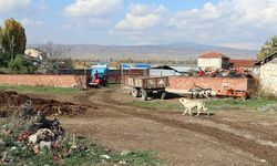 Eskişehir'de kuduz karantinası; 17 köpek uyutuldu