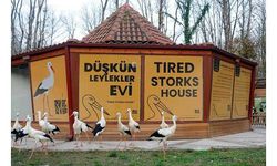 Göç edemeyen leylekler 'Düşkün Leylekler Evi'nde misafir ediliyor  