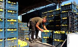 Kasanın fiyatı, içindeki limonu geçti