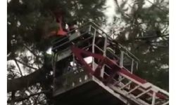 Kozalak toplamak için çıktığı ağaçta elektrik akımına kapılıp öldü