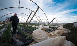 Antalya'da yağmur ve fırtınada, yaklaşık 2 bin dönüm tarım alanı zarar gördü