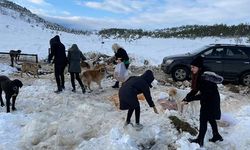 Beyaz örtüyle kaplanan Konya'da sokak hayvanları unutulmadı
