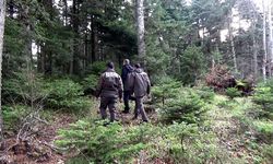 Bolu ormanlarında 'çam ağacı' nöbeti