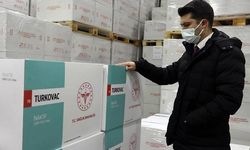 İlk Turkovac aşılarının analizi başladı