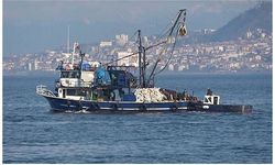 Karadeniz'de boy sınırı altında hamsi avı tehlikesi