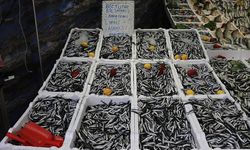 'Karadeniz'e kıyısı olan ülkeler, hamsiyi ortak denetlemeli'