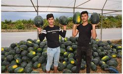 'Kışlık karpuz'un kilosu 2 lira