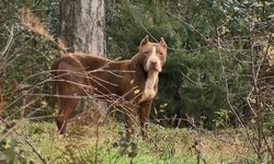 Ormanlar yasaklı ırk köpekler ile doluyor