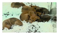 Pet shoplarda hayvan satışı 7 ay sonra sona erecek