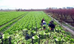 Tarlada kalan 40 bin marul, ihtiyaç sahiplerine ulaştırıldı