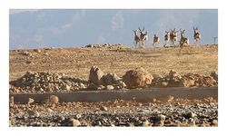 120 yaban hayvanı doğaya bırakıldı