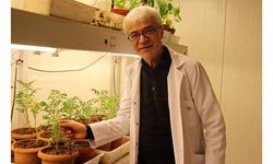 Organik domates için 8 ülkeden ortak proje