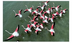 Akyatan Lagünü'nde 12 binden fazla flamingo ve turna sayıldı 