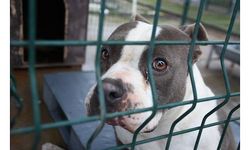 Edirne'de 'yasaklı ırk' köpekler için barınakta yer kalmadı