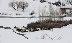 Karlıova'da ev ve ahırlar, kar altında kaldı