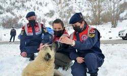 'HAYDİ' ile 31 bin 17 ihbara müdahale edildi